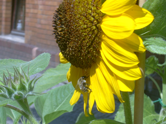 Fleißiges Bienchen