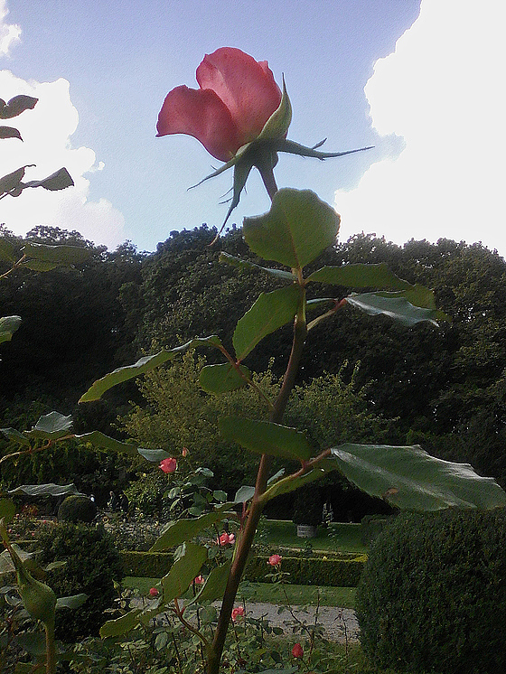 Rosengarten im Humboldthain